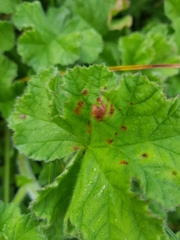 Puccinia pelargonii-zonalis