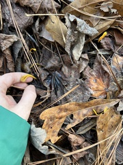 Clavulinopsis helvola