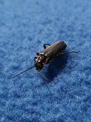 Cantharis obscura