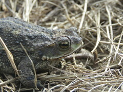 Rhinella dorbignyi