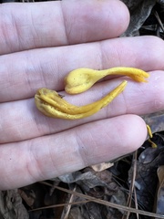 Clavulinopsis helvola