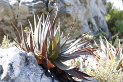 Aloe succotrina