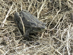 Rhinella dorbignyi