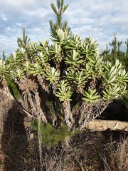 Apalochlamys spectabilis