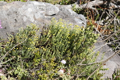 Chrysocoma coma-aurea