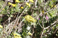 Senecio rigidus