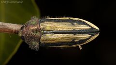 Conognatha souverbii