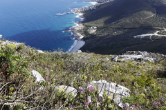 Tarchonanthus littoralis