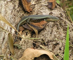 Trachylepis perrotetii