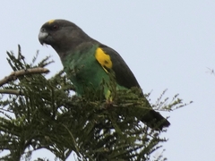 Poicephalus meyeri