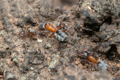 Liometopum occidentale