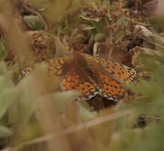 Argynnis