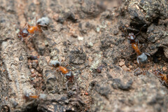 Liometopum occidentale