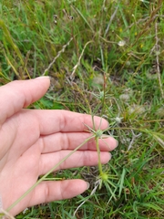 Eryngium echinatum