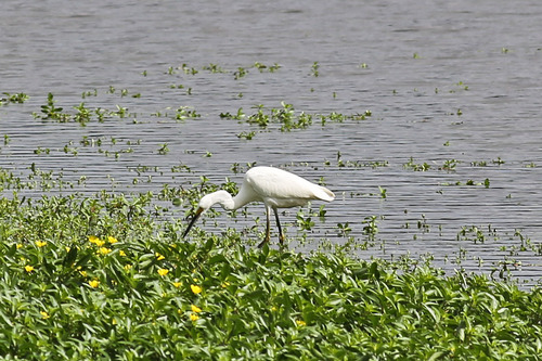 Snowy Egret photographed in Pennsylvania