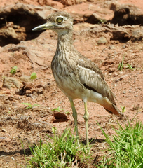 Burhinus vermiculatus