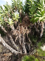 Apalochlamys spectabilis