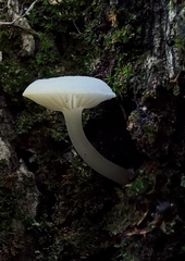 Marasmiellus candidus