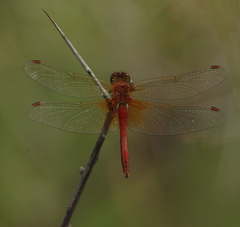 Sympetrum flaveolum