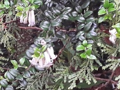 Rhaphithamnus spinosus