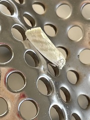 Earias paralella
