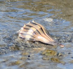 Sinistrofulgur pulleyi