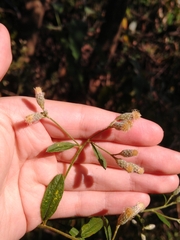 Baccharis sordescens