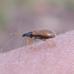 Phyllobius oblongus