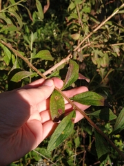 Baccharis sordescens