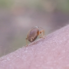Phyllobius oblongus