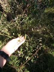 Baccharis sordescens