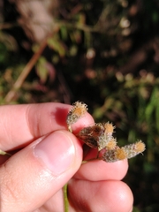 Baccharis sordescens