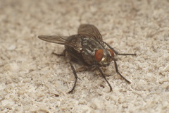 Calliphora vicina