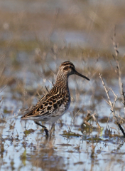 Calidris falcinellus
