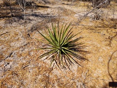 Agave datylio