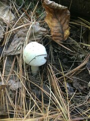 Agaricus reducibulbus
