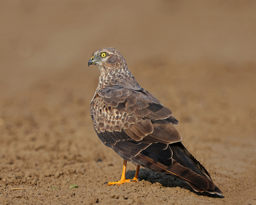 Montagu's Harrier