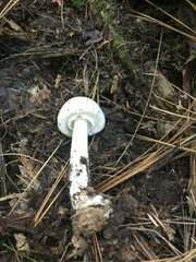Agaricus reducibulbus