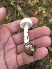 Agaricus reducibulbus
