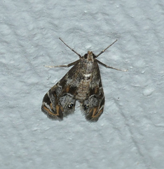 Petrophila longipennis