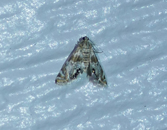 Petrophila anna