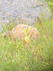 Marmota olympus