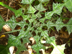 Acanthus guineensis