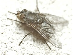 Calliphora vicina