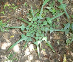 Acanthus guineensis