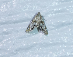 Petrophila anna
