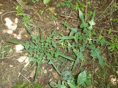 Acanthus guineensis