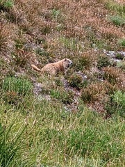 Marmota olympus
