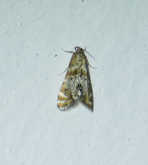 Petrophila anna