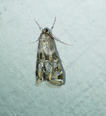 Petrophila longipennis